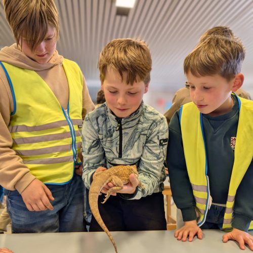 Reptielen op bezoek