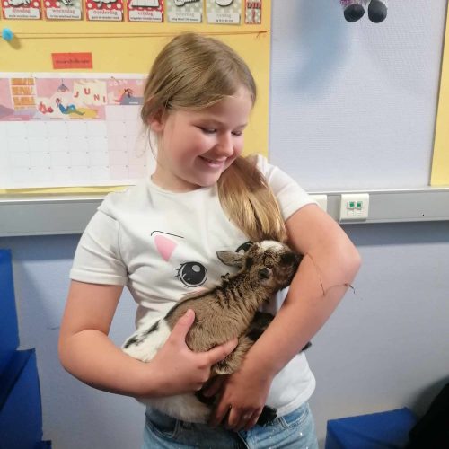 Geitenlammetjes op school