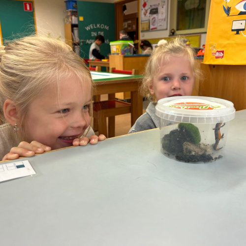 Salamander in de klas