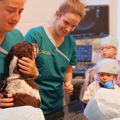 Leren van de dierenarts